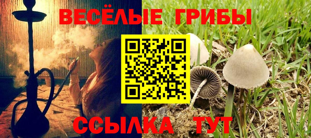 Псилоцибиновые грибы Psilocybine cubensis Медногорск